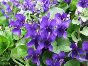 Viola odorata P9