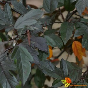 Malus toringo 'Freja' 8-10 C. 