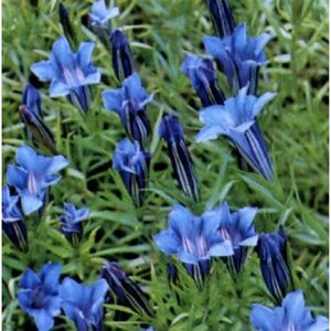 Gentiana sino-ornata P9