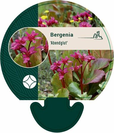Bergenia 'Abendglut' P9 - afbeelding 5