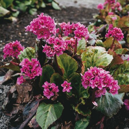 Bergenia 'Abendglut' P9 - afbeelding 2