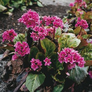 Bergenia 'Abendglut' P9 - afbeelding 2