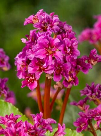 Bergenia 'Abendglut' P9 - afbeelding 4