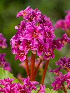 Bergenia 'Abendglut' P9 - afbeelding 4