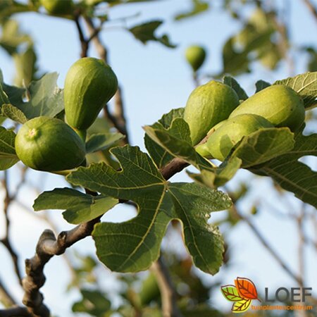Ficus carica 'Brown Turkey'