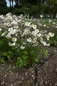 Anemone 'Ruffled Swan' C2