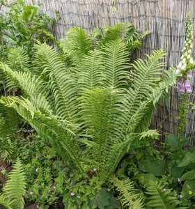 Matteuccia struthiopteris C2 - afbeelding 2