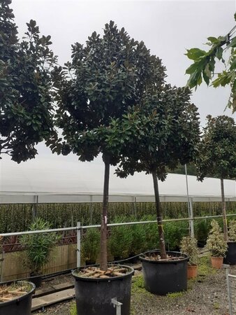 Magnolia grandiflora 'Goliath' - afbeelding 3