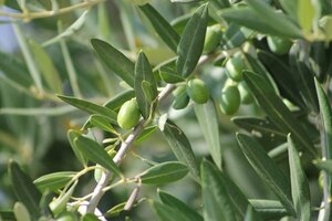 Olea europaea ST. 100 C. 