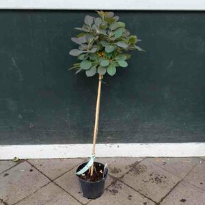 Cotinus coggrygia 'Royal Purple' - afbeelding 3