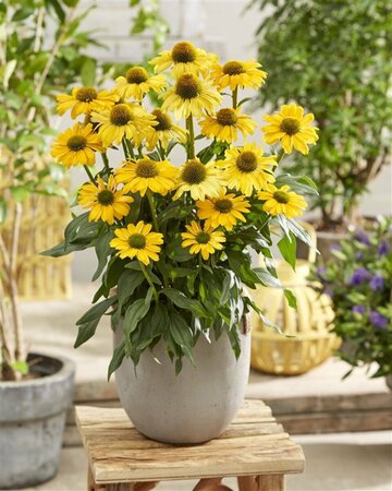 Echinacea purpurea 'Sunseekers Yellow' P9 - afbeelding 2