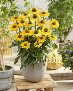 Echinacea purpurea 'Sunseekers Yellow' P9 - afbeelding 2