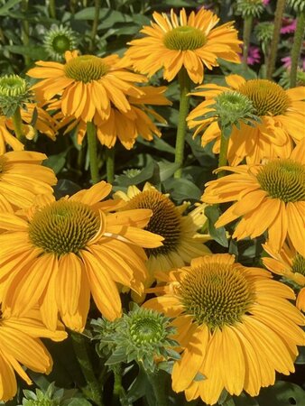Echinacea purpurea 'Sunseekers Yellow' P9 - afbeelding 3