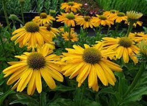 Echinacea purpurea 'Sunseekers Yellow' P9 - afbeelding 4