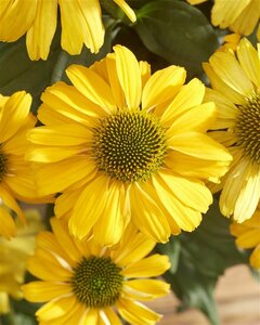 Echinacea purpurea 'Sunseekers Yellow' P9 - afbeelding 5
