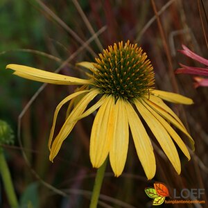 Echinacea purpurea 'Sunseekers Yellow' P9