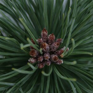 Pinus nigra nigra 175/200 KL. - afbeelding 6
