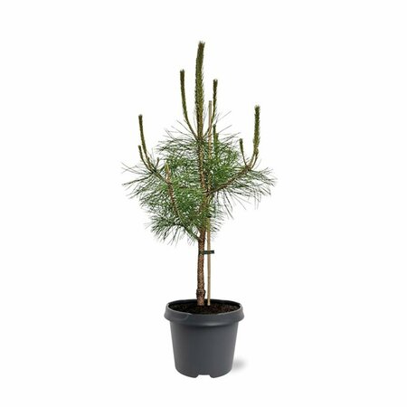 Pinus nigra nigra 175/200 KL. - afbeelding 3