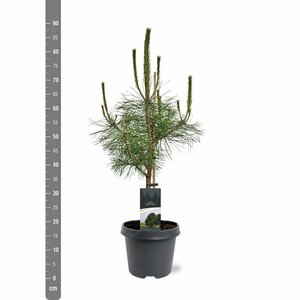 Pinus nigra nigra 175/200 KL. - afbeelding 5