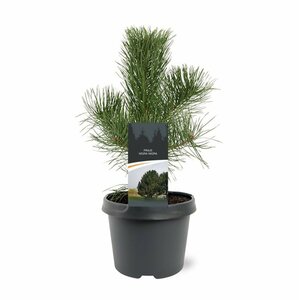 Pinus nigra nigra 175/200 KL. - afbeelding 8