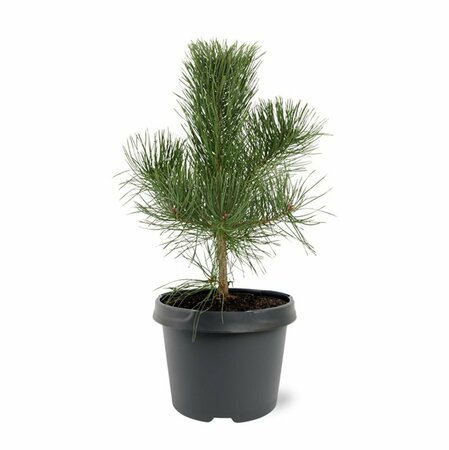 Pinus nigra nigra 175/200 KL. - afbeelding 9