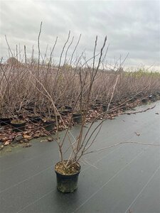 Amelanchier lamarckii - afbeelding 10