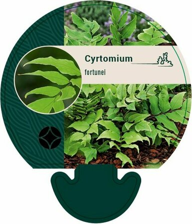 Cyrtomium fortunei P9 - afbeelding 4