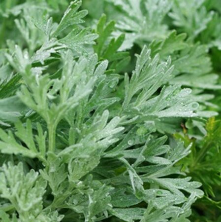 Artemisia absinthium P9 - afbeelding 2