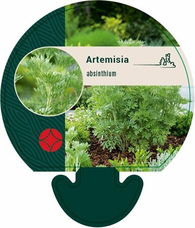 Artemisia absinthium P9 - afbeelding 1