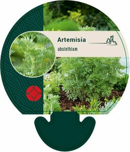 Artemisia absinthium P9