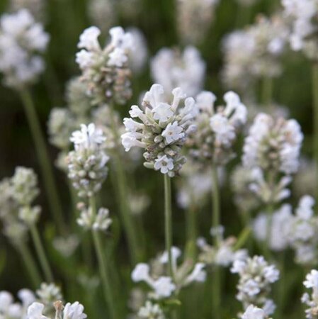 Lavandula angustifolia 'Arctic Snow' P9 - afbeelding 3