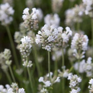 Lavandula angustifolia 'Arctic Snow' P9 - afbeelding 3
