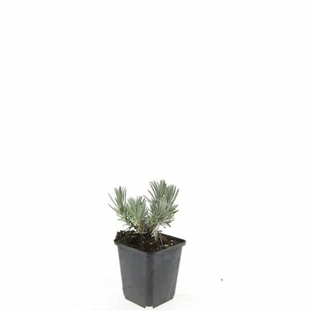Lavandula angustifolia 'Arctic Snow' P9 - afbeelding 4