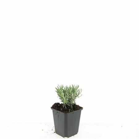 Lavandula angustifolia 'Arctic Snow' P9 - afbeelding 2