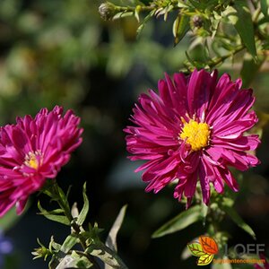 Aster novae-belgii 'Crimson Brocade' P9