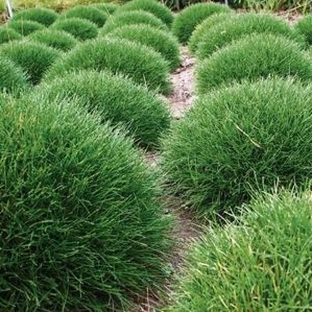 Luzula pilosa 'Igel' P9 - afbeelding 2