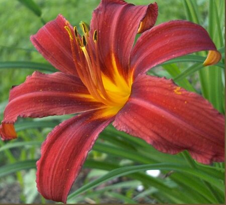 Hemerocallis 'Crimson Pirate' P9 - afbeelding 3
