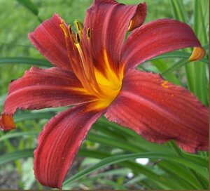 Hemerocallis 'Crimson Pirate' P9 - afbeelding 3