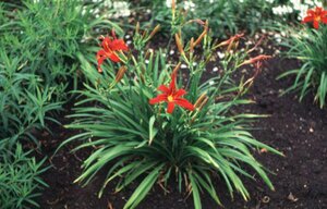 Hemerocallis 'Crimson Pirate' P9
