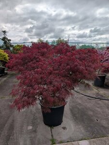 Acer palmatum 'Garnet' - afbeelding 2