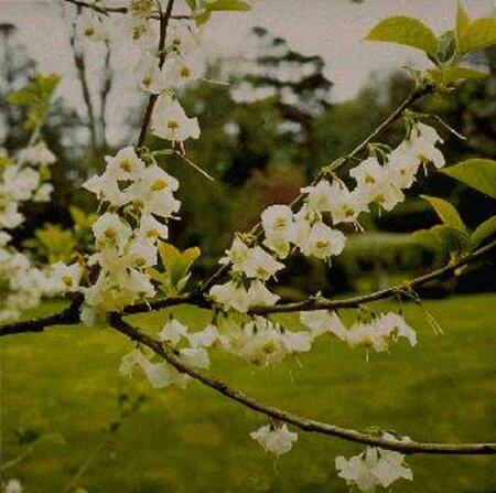 Halesia carolina