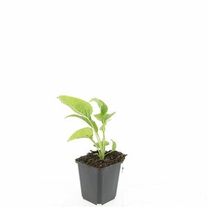Echinacea purpurea 'White Swan' C2 - afbeelding 3