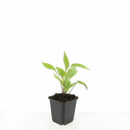 Echinacea purpurea 'White Swan' C2 - afbeelding 5