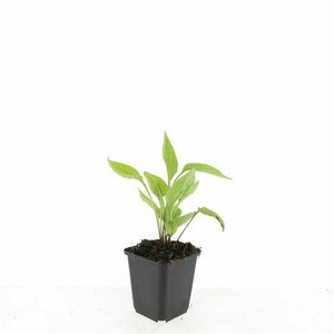 Echinacea purpurea 'White Swan' C2 - afbeelding 5