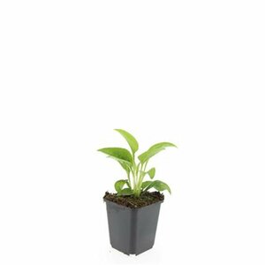 Echinacea purpurea 'White Swan' C2 - afbeelding 2