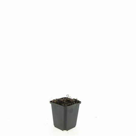 Echinacea purpurea 'White Swan' C2 - afbeelding 7