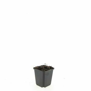 Echinacea purpurea 'White Swan' C2 - afbeelding 7