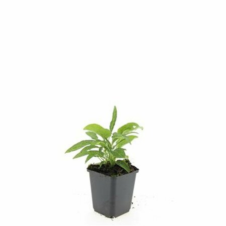 Echinacea purpurea 'White Swan' C2 - afbeelding 8