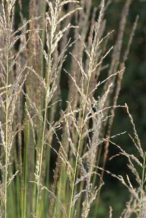 Molinia caerulea 'Moorhexe' C2 - afbeelding 8