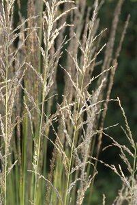 Molinia caerulea 'Moorhexe' C2 - afbeelding 8